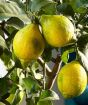 Sicilian Lemon