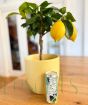 Lemon Tree Cocktail Gift