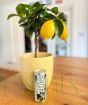 Lemon Tree Cocktail Gift
