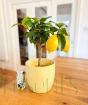 Lemon Tree Cocktail Gift