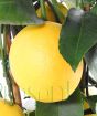 Ripened lemon