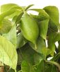 Closeup of green lemon fruit