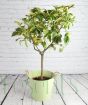 Variegated lemon tree in green pail