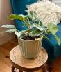 Variegated lemon bush