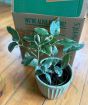 Variegated lemon and box