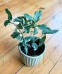 Young Variegated Lemon Bush
