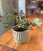 Young Variegated Lemon Bush