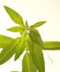 Close up of lemon verbena leaves