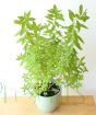 Late Summer Lemon Verbena