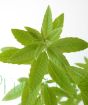 Lemon verbena leaves