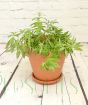 Current Lemon Verbena