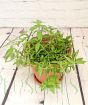 Lemon Verbena            