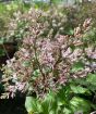 Dwarf Korean Lilac flowers 2023