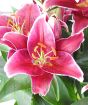 Asiatic Lily Close Up