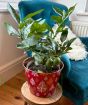 Medium Lime Bush in Christmas Container