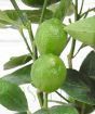Medium Lime Bush