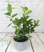 Medium Lime Bush