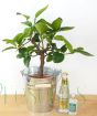 Lime G and T Gift Set   