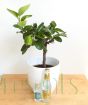 Lime G and T Gift Set   