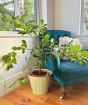 Large Makrut or Kaffir Lime Tree 