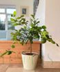Large Makrut or Kaffir Lime Tree 