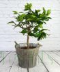 Large lime with foliage in grey barrel