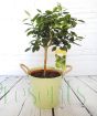 Large lime tree in a green pail