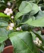 Large Makrut or Kaffir Lime Tree 