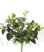 Lime tree foliage