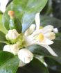 Lime blossom and bud