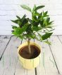 Medium lime tree from above