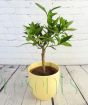 Medium lime tree
