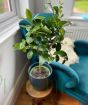 Tahiti Lime Ministem     