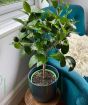 Tahiti Lime Ministem     
