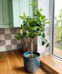 Medium Lime Tree         