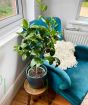 Medium Lime Tree         