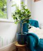 medium lime tree
