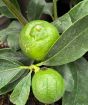 Tahiti lime bush fruits