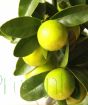 Close up of Limequat fruit and foliage