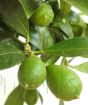 Limequat fruits