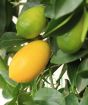 Close up of ripening fruit