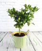 Limequat tree in green pail