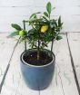 Limequat Trellis in Dark Blue Ceramic