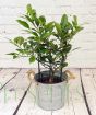 Limequat Trellis         
