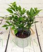 Limequat trellis