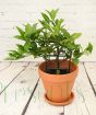 Limequat trellis late June 2025