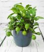 Red lime with young green fruit