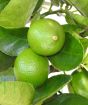 tahiti limes