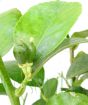 Tahiti lime fruit buds