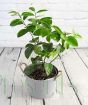 Tahiti lime bush 